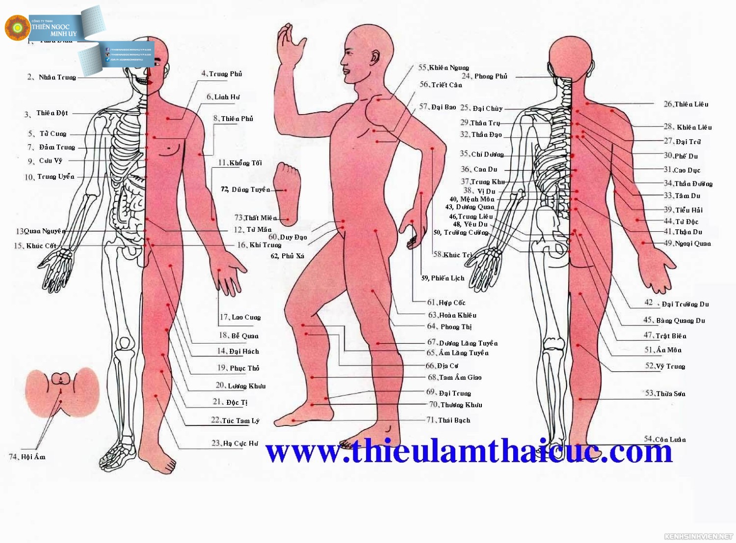 5 huyệt vị mát-xa còn có công hiệu gấp chục lần uống thuốc bổ